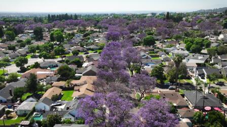 The Great Jacaranda Debate