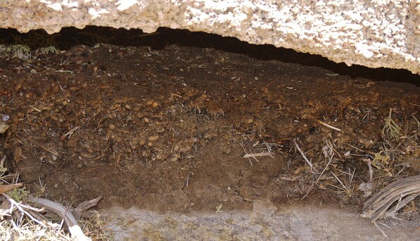 Desert woodrat midden beneath a rock overhang | Creative Commons photo by randomtruth