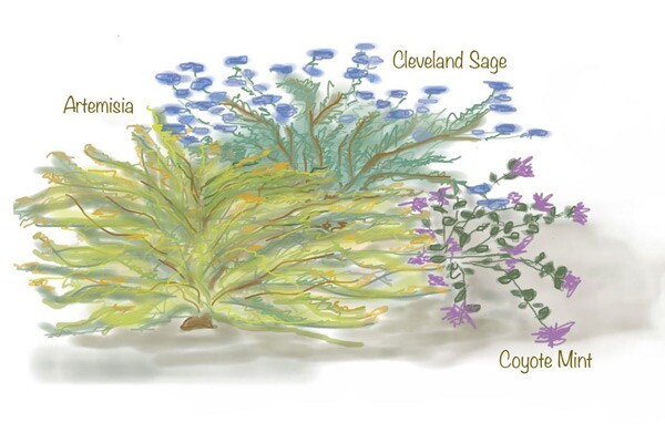 Really tough, beautiful low-water natives often come with the added bonus of scent. Clockwise from left, artemisia, Cleveland sage and coyote mint are all highly aromatic native plants that take little water, smell heavenly and support birds and bees.