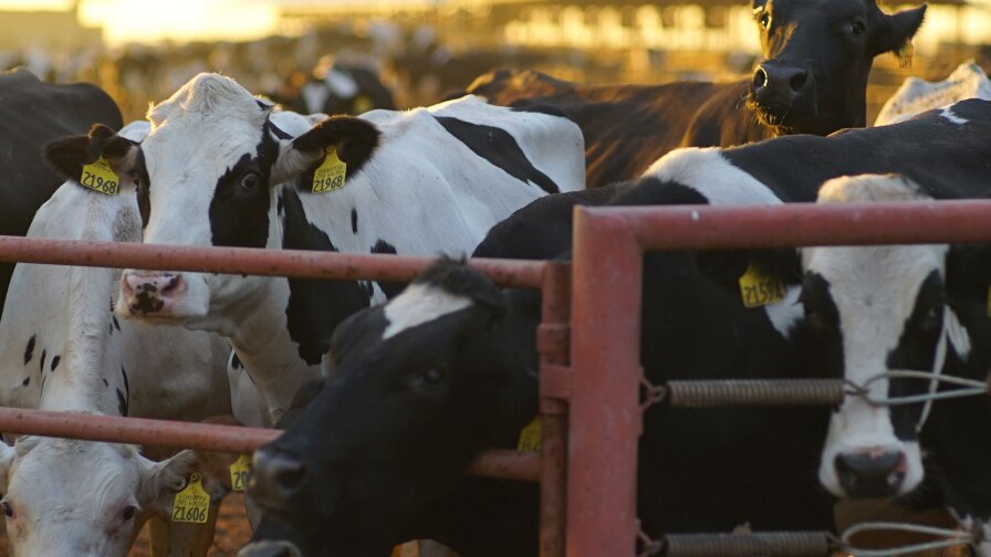 Dairy in California | Photo by Artifact for Earth Focus