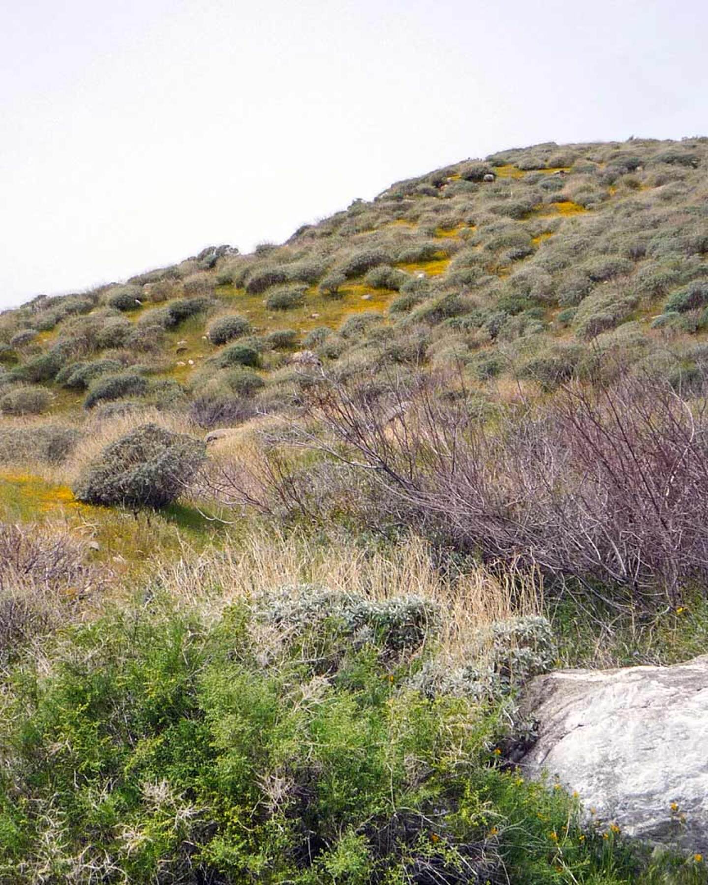 The landscape at Whitewater Preserve