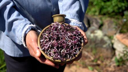 Microgreens - Harvesting Health