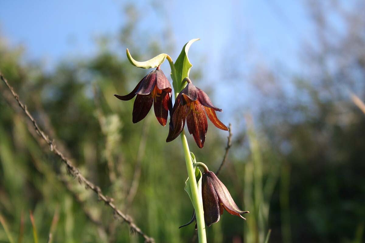 Chocolate lily (Fritillaria biflora) at Griffith Park| Courtesy of Gerry Hans