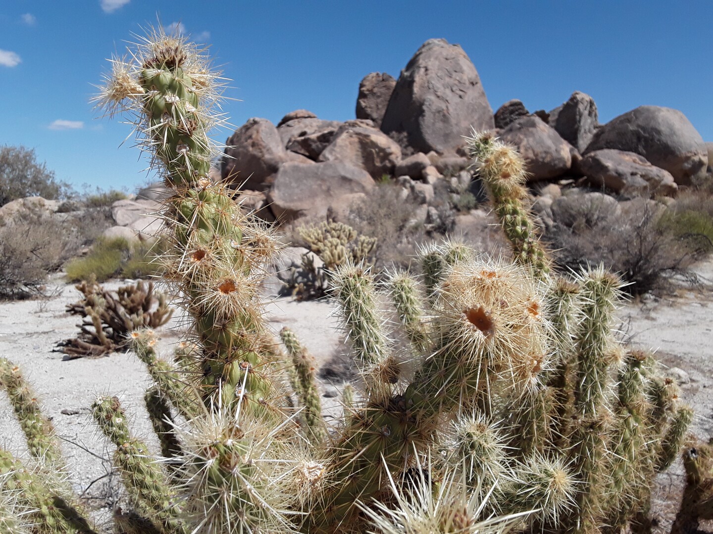A close-up photo of cactuses at the Kumeyaay Village Site.