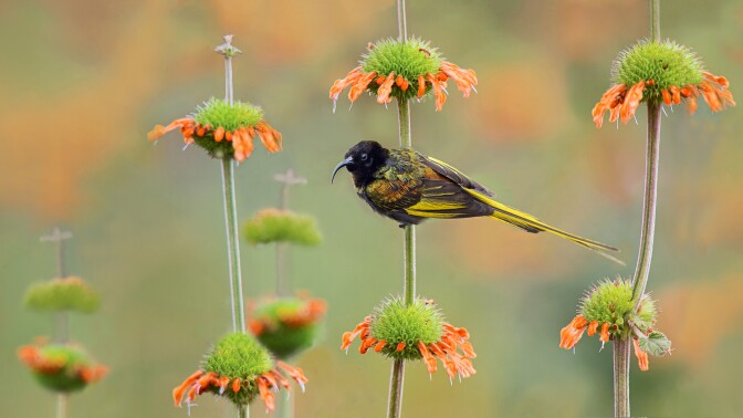 A golden-winged sunbird rests on the stem of a Leonotis nepetifolia (Lions Paw) flower | Photo credit Todd Gustafson | "To the Ends of the Earth: Birds of Easy Africa"