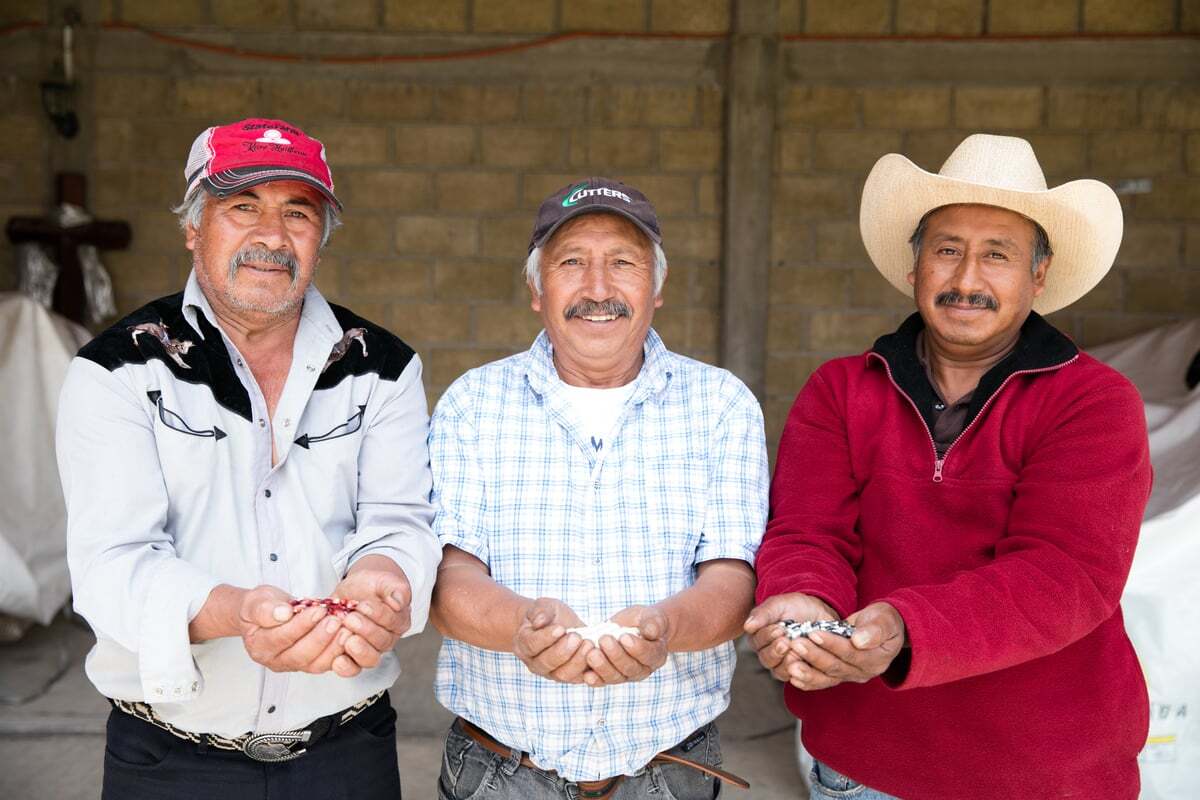 Masienda works with small-scale farmers growing heirloom corn in Mexico | Molly DeCoudreaux