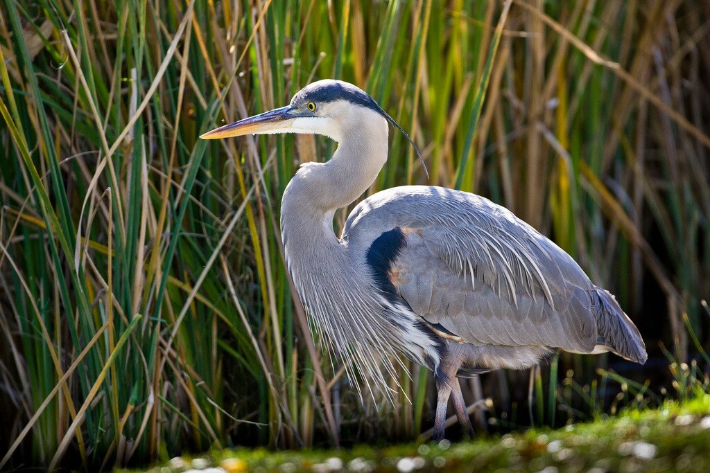 border-blue-heron-3-4-16.jpg