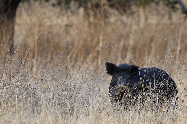 wild-pig-invasives-week-8-7-14-thumb-600x400-78807