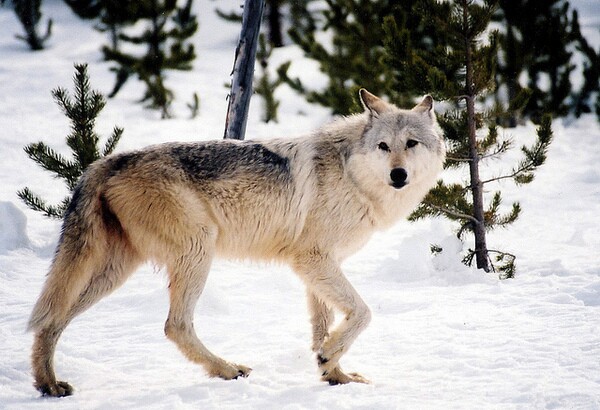 gray-wolf-10-29-13-thumb-600x410-62787