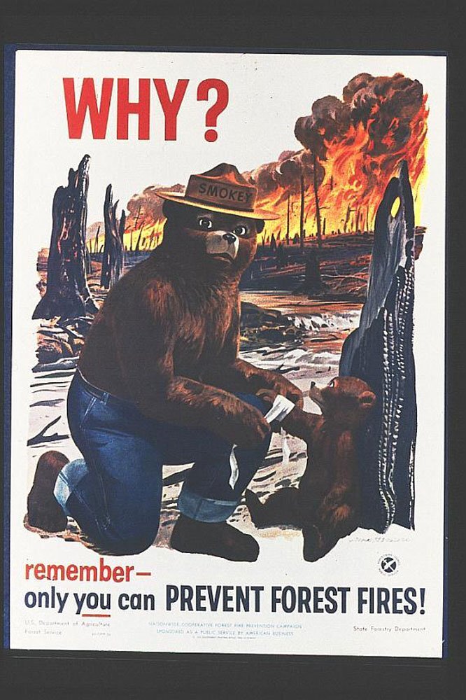 Poster of Smokey Bear kneeling with a smaller bear with text that reads "Why?"