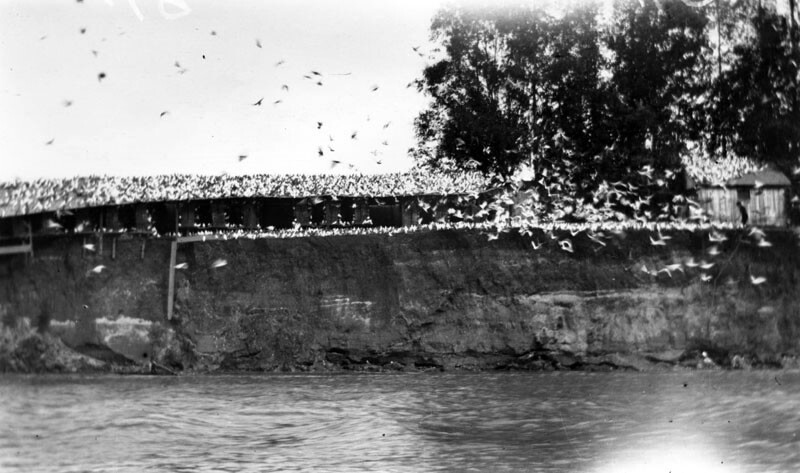 The pigeon ranch as seen from across the Los Angeles River. Courtesy of the Photo Collection, Los Angeles Public Library.