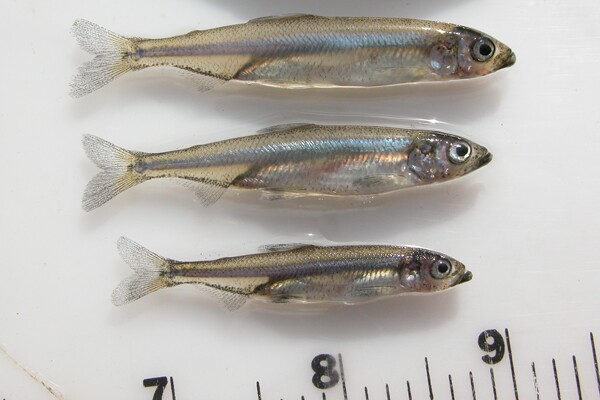delta_smelt_by_ruler_usfws-thumb-600x400-68203