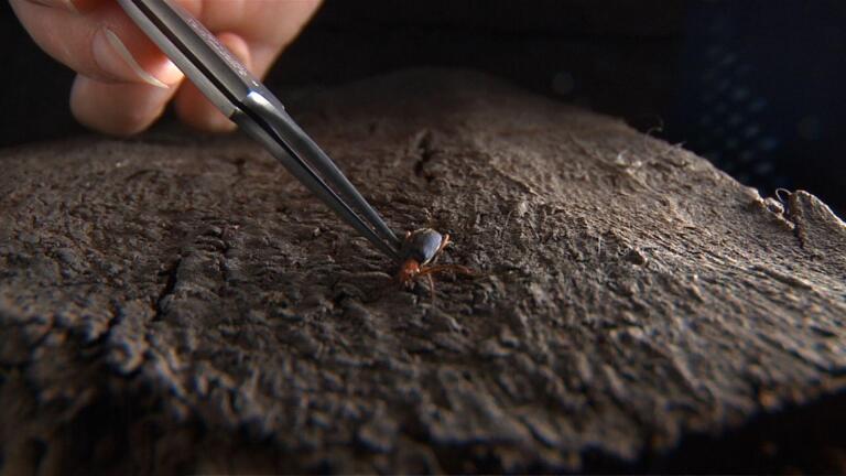 Eric Arndt discusses the unique bombardier beetle