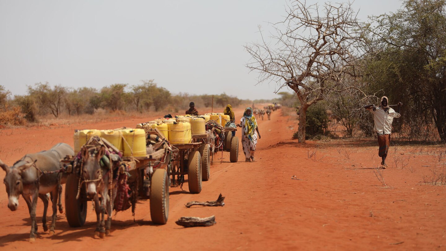 A caravan of milk containers led by camel herders. | Nicky Milne/Thomson Reuters Foundation