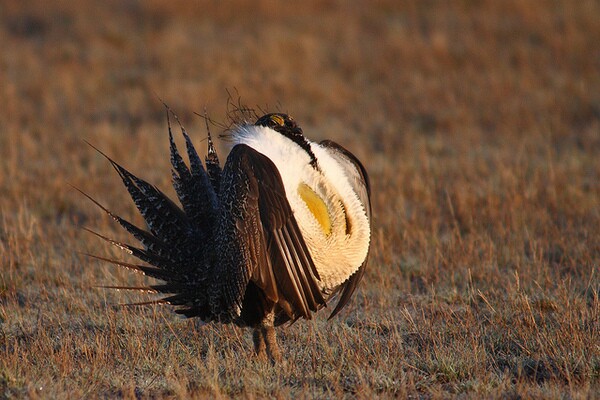 sage-grouse-10-25-13-thumb-600x400-62616