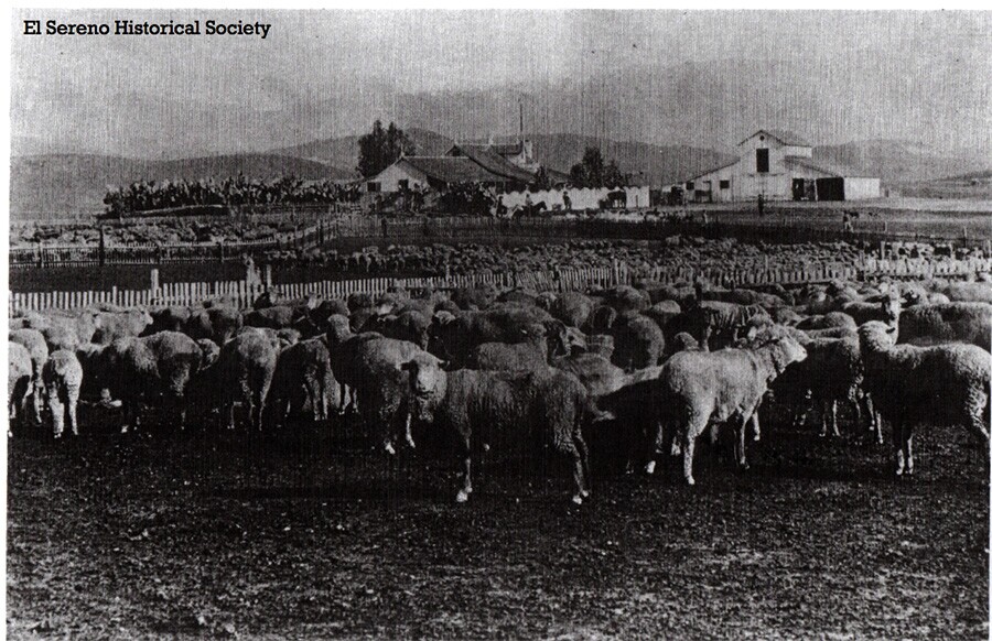 flock_of_sheep_with_houses_in_background_los_angeles_county_about_1880.jpg