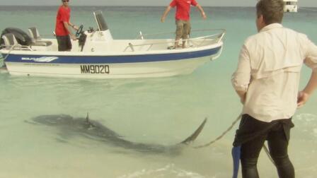 Shark Scientist Richard Fitzpatrick Tags a Tiger Shark