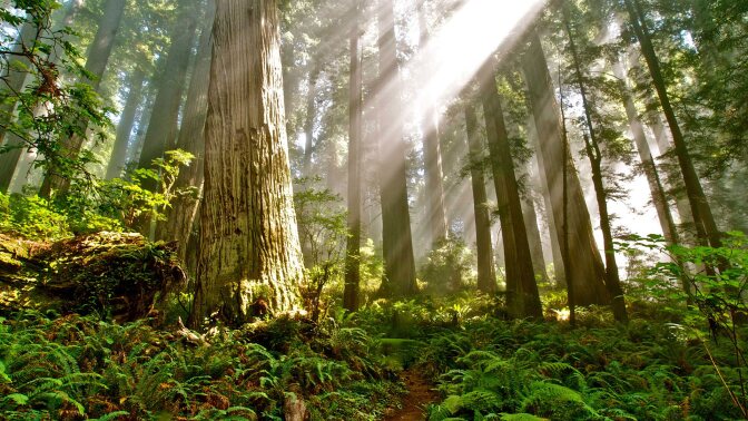 Courtesy of Del Norte Coast Redwoods State Park