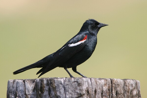 tricolored-blackbird-6-18-14-thumb-600x400-75773