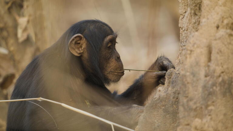 Preview of HumanLike: The Chimps of Fongoli