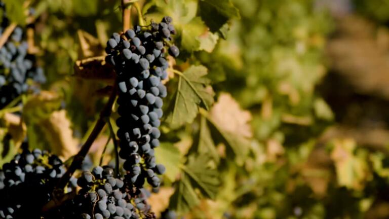 Winemaking (Preview)