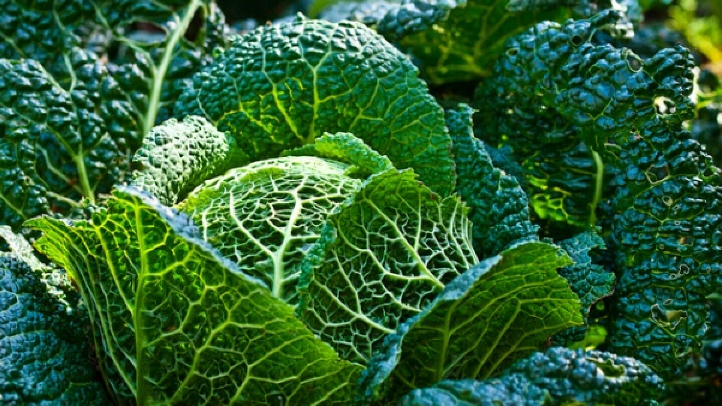 cabbage2