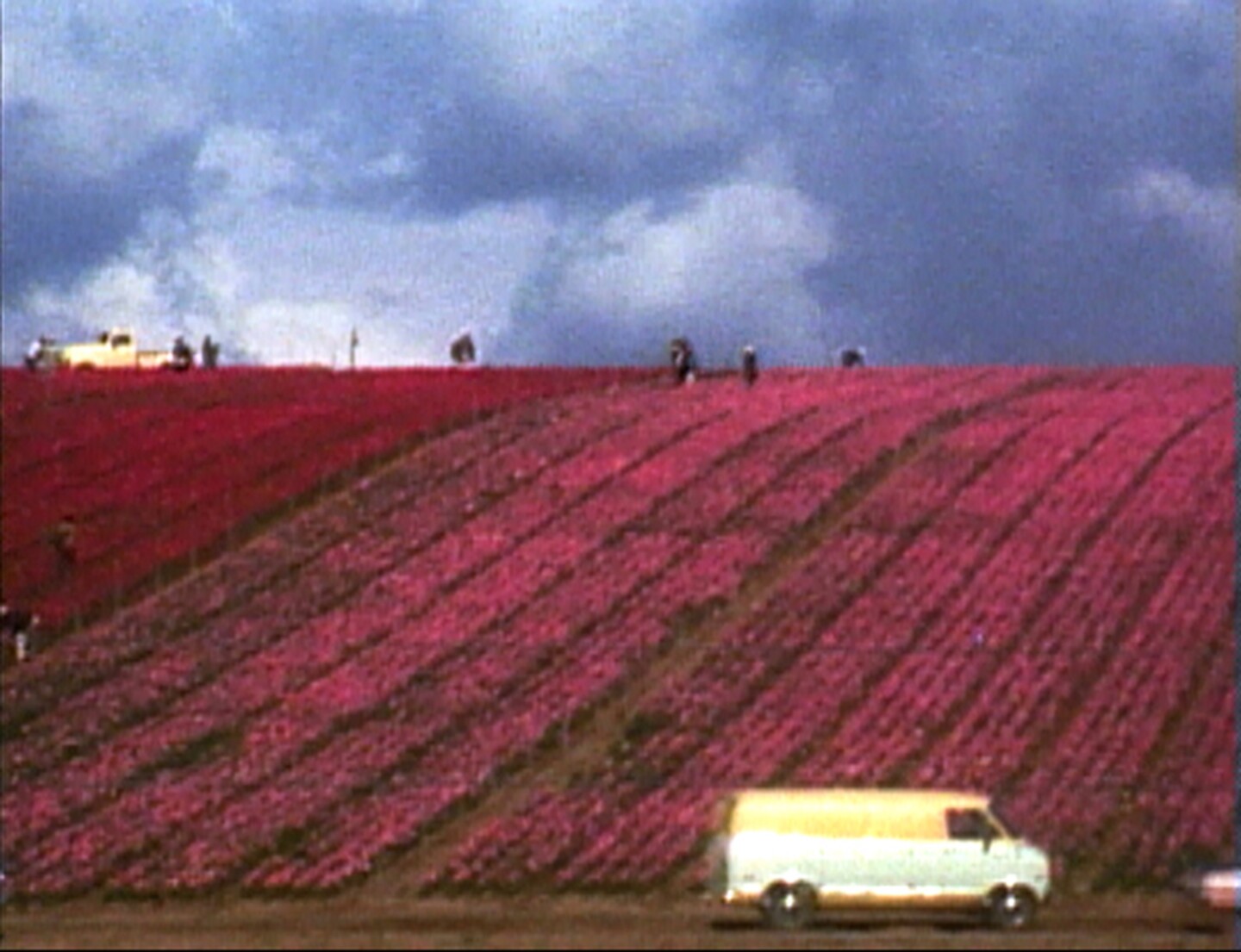 Martha Rosler, "Flower Fields," 1974