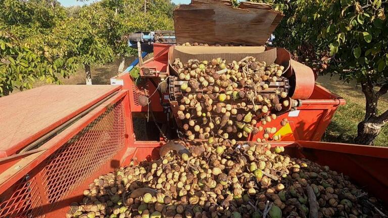 Sustainable Walnut Farm