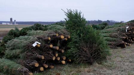 The long road from a Christmas tree farm to your home
