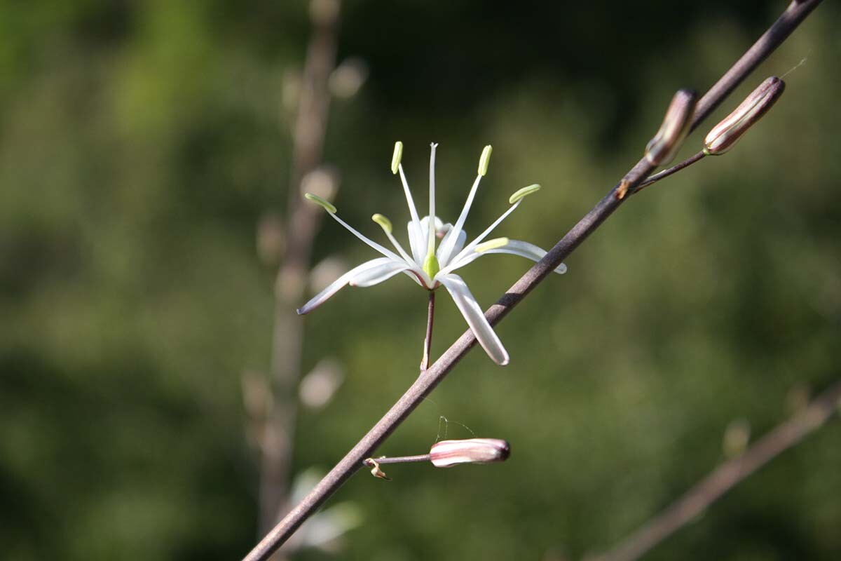 Soap plant (Chlorogalum pomeridianum) at Griffith Park| Courtesy of Gerry Hans