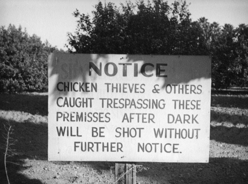 Chicken thieves