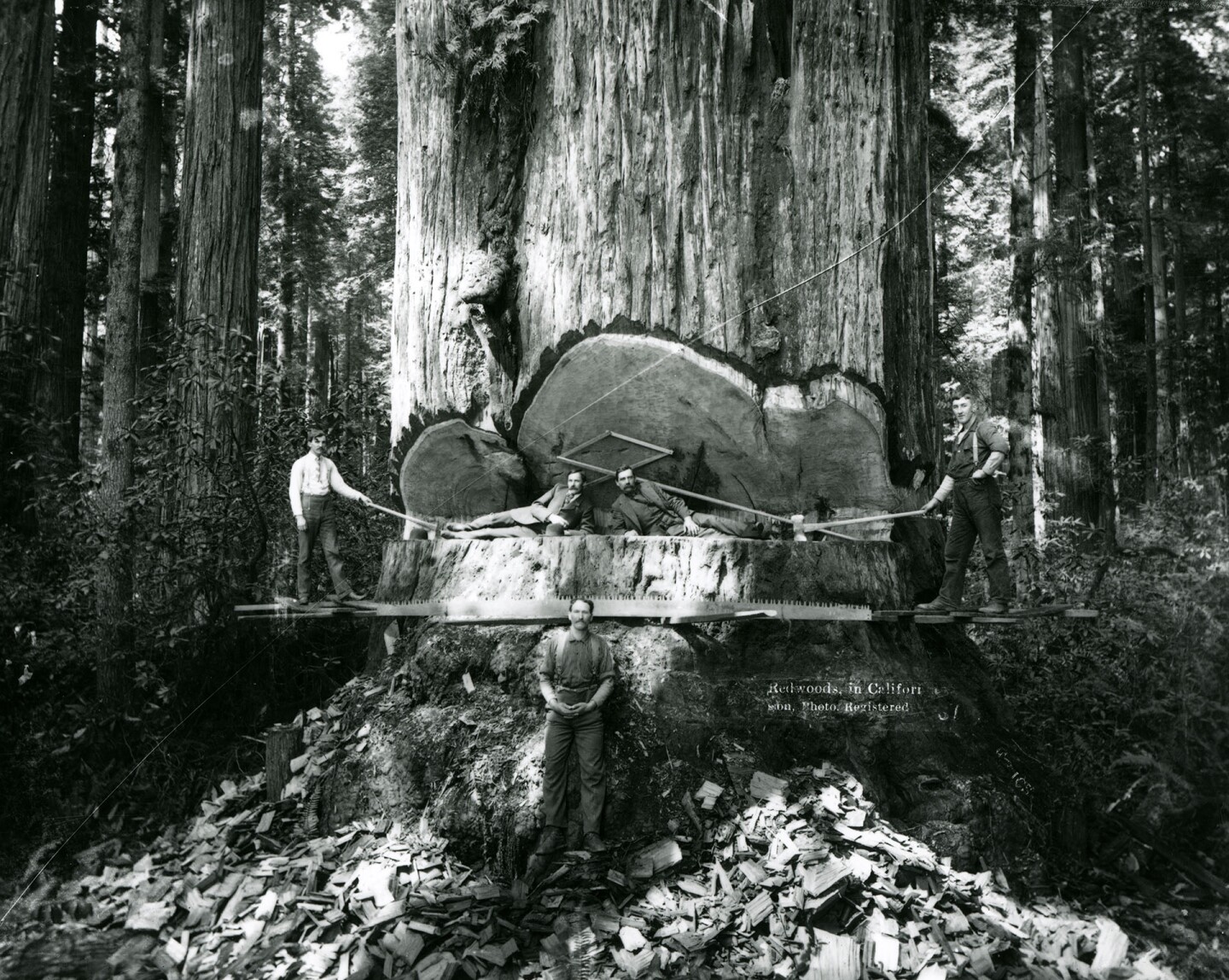 Posing inside a redwood tree