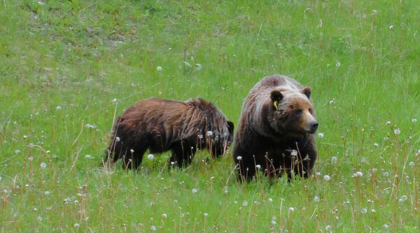 banff-griz-cub-2-19-14-thumb-600x333-69050