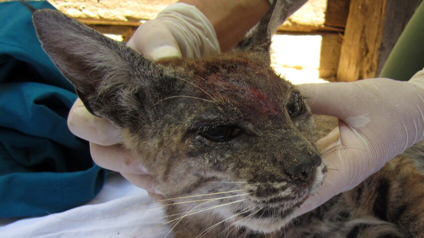 Photo of bobcat B-342 with skin disease mange | photo courtesy National Park Servicd