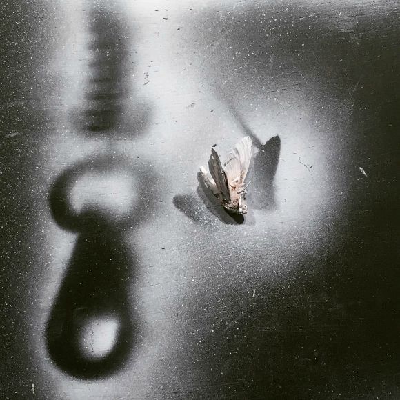"Untitled," (2015). Spray paint, moth, mixed media.