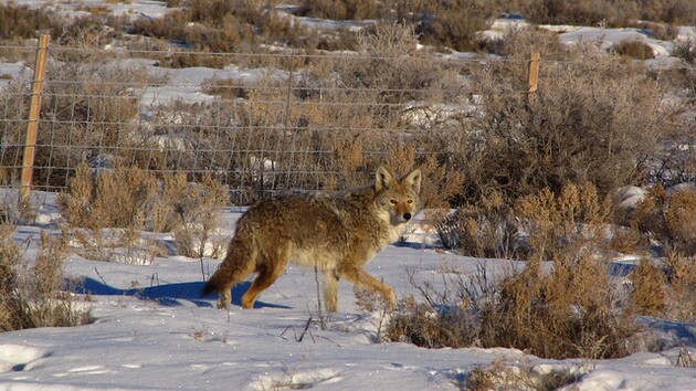 utah-coyote-1-5-15-thumb-630x354-86009