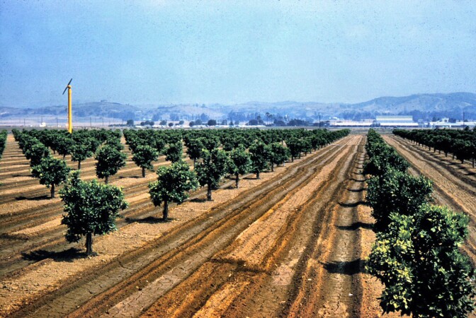 Citrus trees in Placentia, 1961. Photo courtesy of the Orange County Archives.