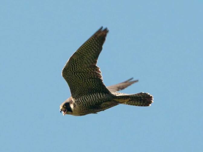 Pregrine Falcon | Sergey Yeliseev/Flickr/Creative Commons License