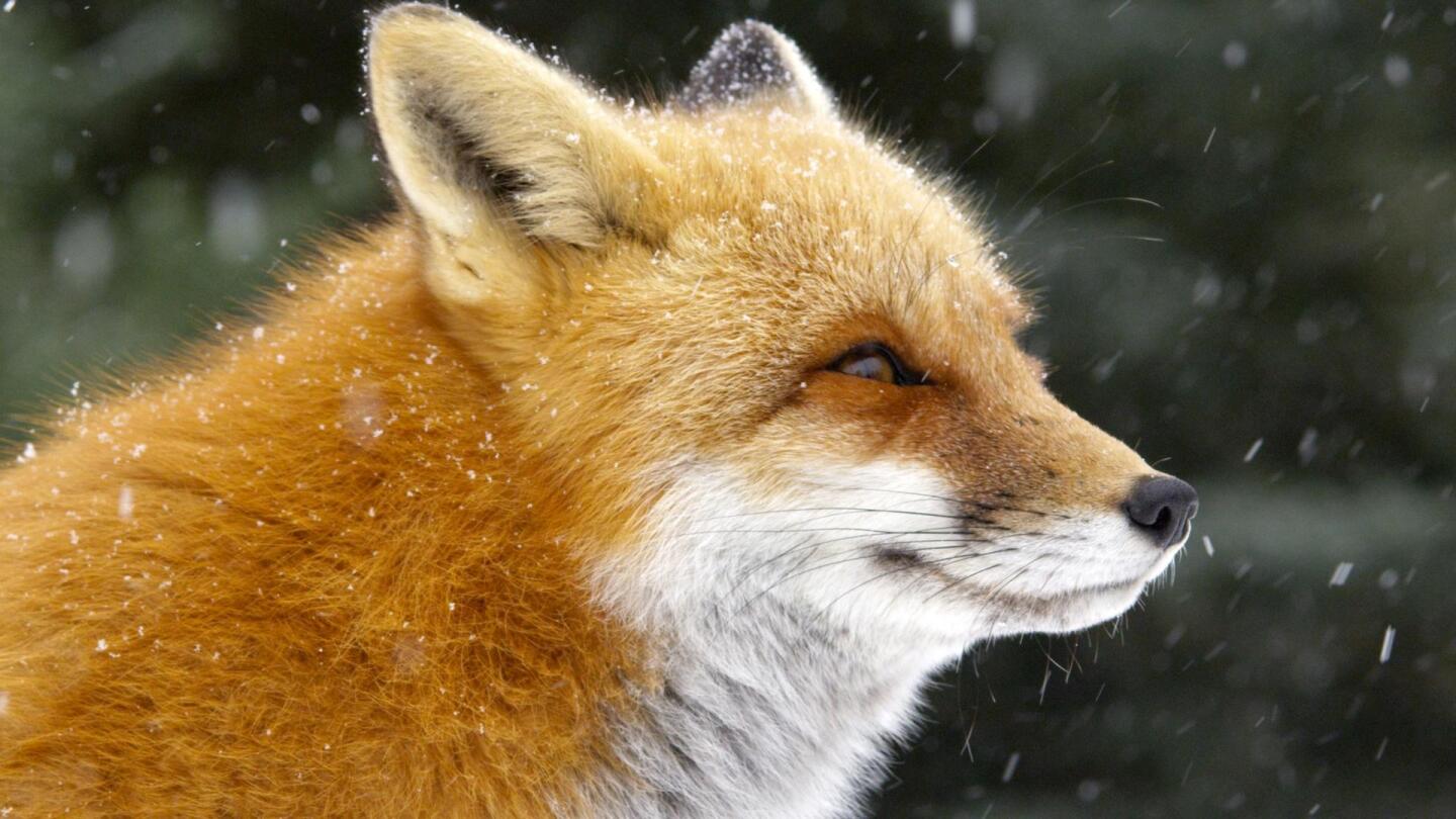 fox