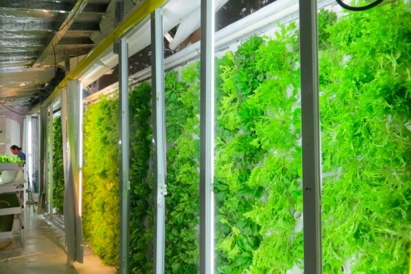 hydroponics