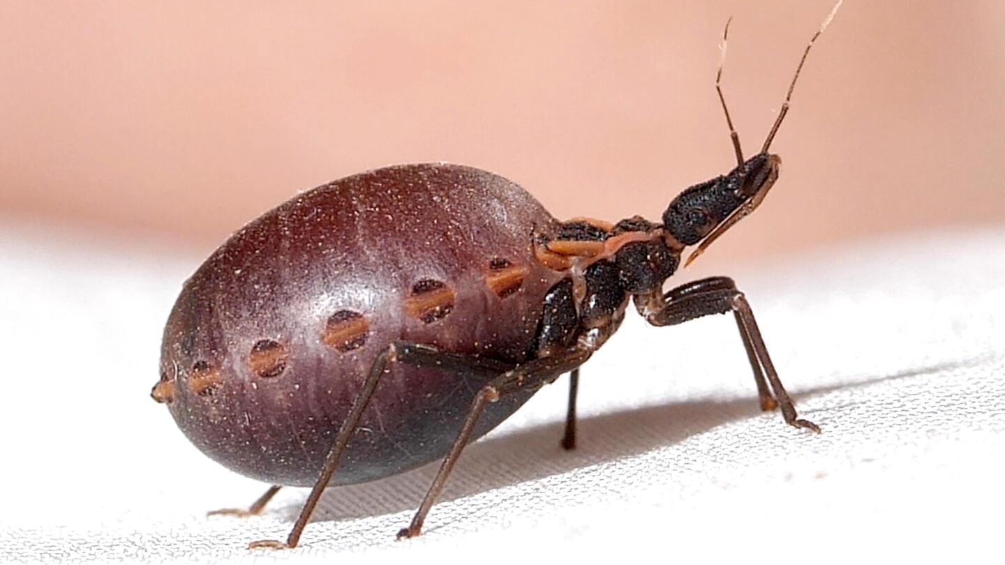 How a Kissing Bug Becomes a Balloon Full of Your Blood