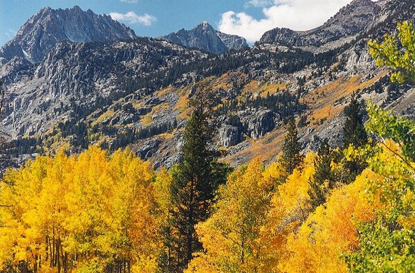 Inyo Aspen Grove | photo by USFS Region 5 via Creative Commons