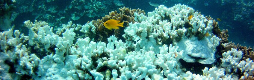 Coral bleaching in the Gulf of Thailand | Photo: EcoCafe Phuket, some rights reserved