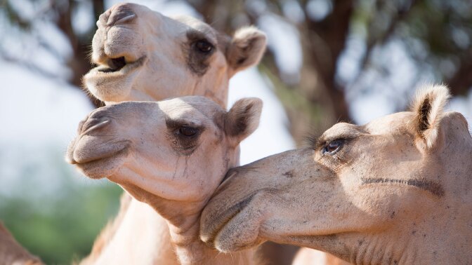 Three camels in Kenya | Nicky Milne/Thomson Reuters Foundation