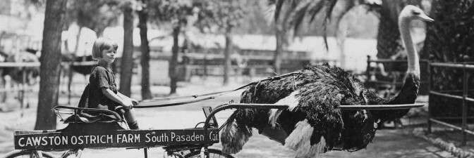Ostrich farm ride