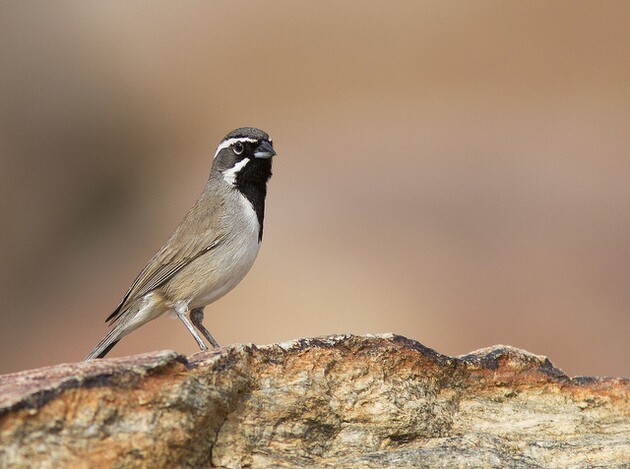 black-chinned-6-30-14-thumb-630x469-100272