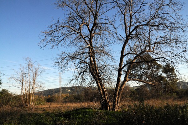 Nature continuously adjusts to constant developments in man-made landscapes | Photo: Laura Vena