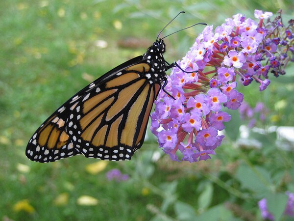 monarch-listing-petition-8-26-14-thumb-600x450-79591