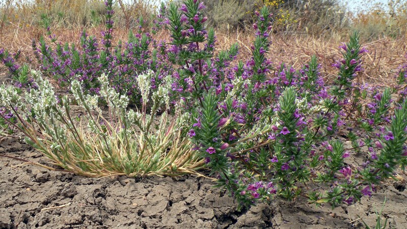 Otay Mesa mint, on right, shown with California orcutt grass | Photo: USFWS