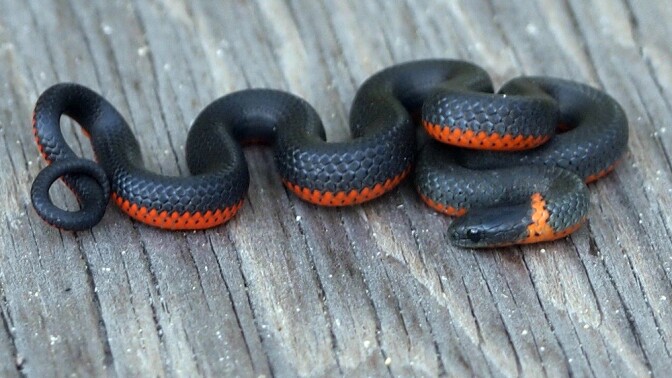 Pacific ringnecked snake | Photo: J. Maughan, some rights reserved